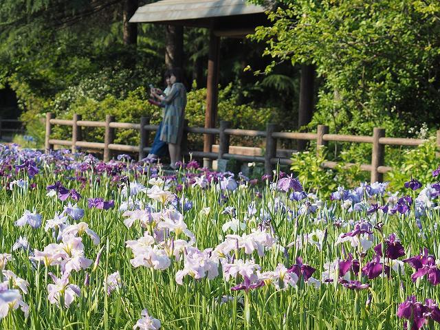 \" 春日池公園　花菖蒲 \"_f0350223_19381283.jpg