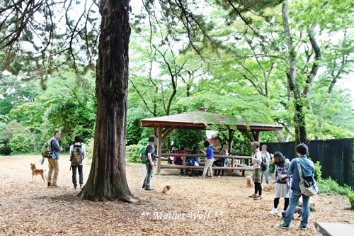 第22回マザーウルフ遠足 飯能レポート_e0191026_11414809.jpg