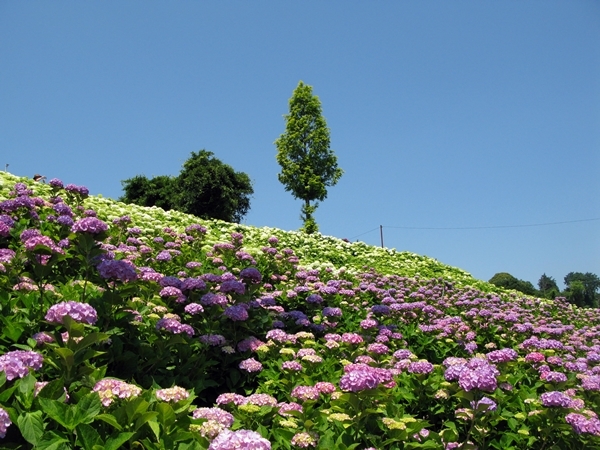 紫陽花 Wave_f0129726_18243012.jpg