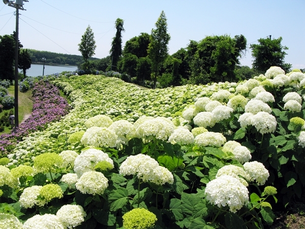 紫陽花 Wave_f0129726_18250214.jpg