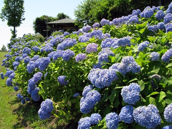 紫陽花 Wave_f0129726_18330228.jpg