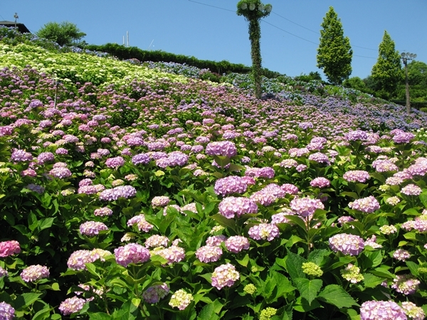 紫陽花 Wave_f0129726_18331217.jpg