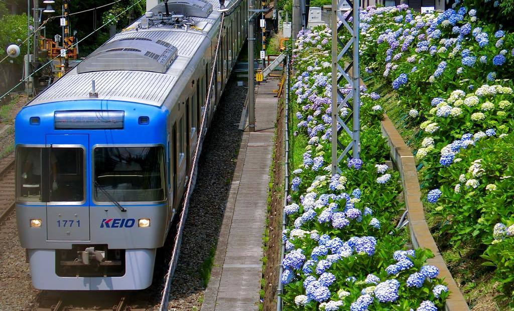 京王井の頭線アジサイ巡り 黄色い電車に乗せて