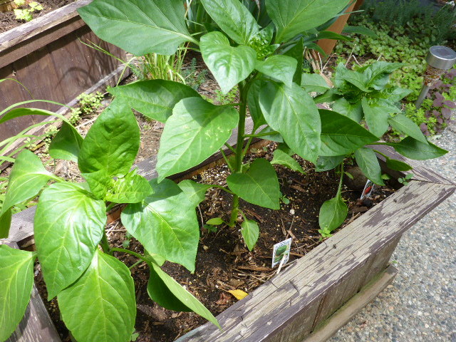 c0077835_05511381.jpg