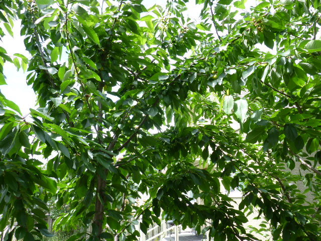 c0077835_05520473.jpg