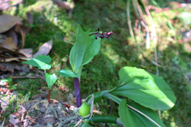 里山のコクランはまだ蕾だった！_e0272335_18223537.jpg