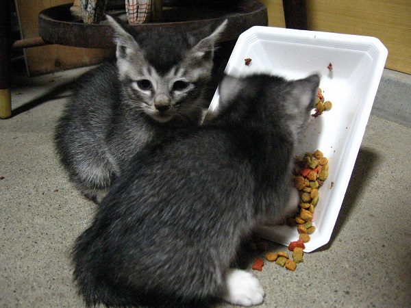 子猫の里親募集中_f0182936_01201612.jpg