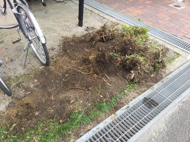 七変化_f0031037_19401354.jpg