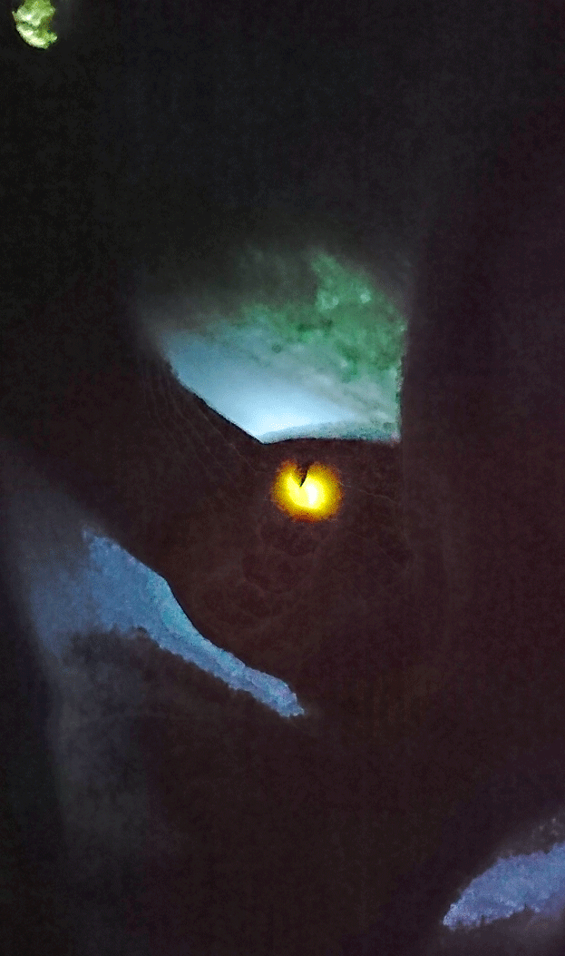 e0371039_1246565.gif
