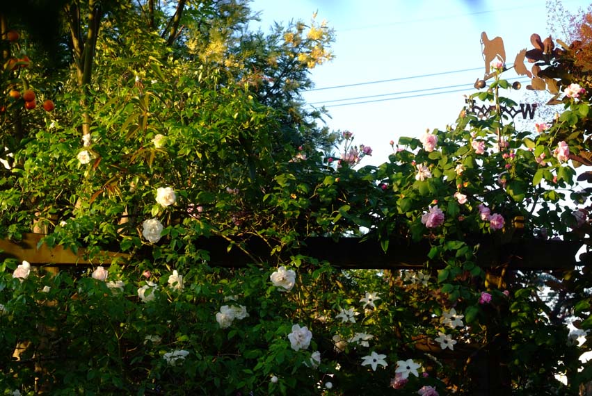b0075541_15162125.jpg