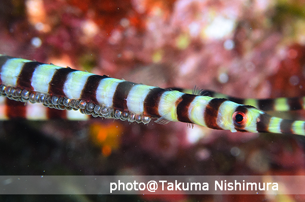 生態三昧の3日間。シモフリタナバタウオの卵守り!_b0186442_21073826.jpg