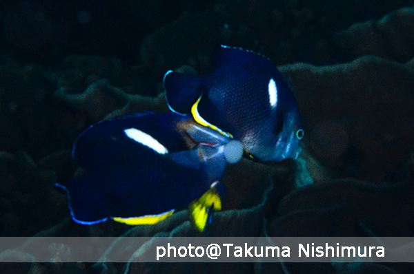生態三昧の3日間。シモフリタナバタウオの卵守り!_b0186442_21073842.jpg
