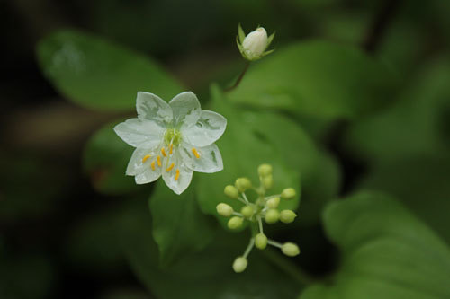 雨のニセコ、湿原の花々３_c0023443_15273884.jpg