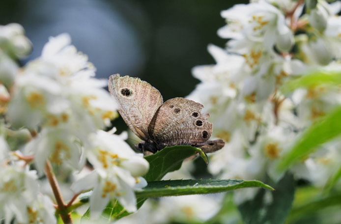 ウツギの花とヒメウラナミジャノメ_d0149245_22460787.jpg