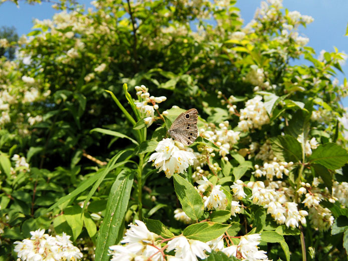 ウツギの花とヒメウラナミジャノメ_d0149245_22462187.jpg