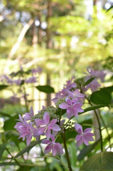 三室戸寺の紫陽花_d0002247_17430010.jpg