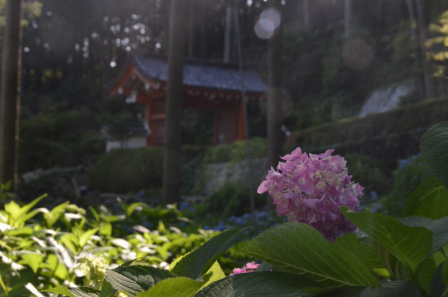 三室戸寺の紫陽花_d0002247_17445629.jpg