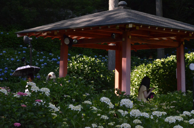 三室戸寺の紫陽花_d0002247_17452890.jpg