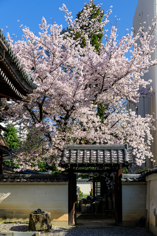 京都の桜2017 本法寺の春_f0155048_21474215.jpg