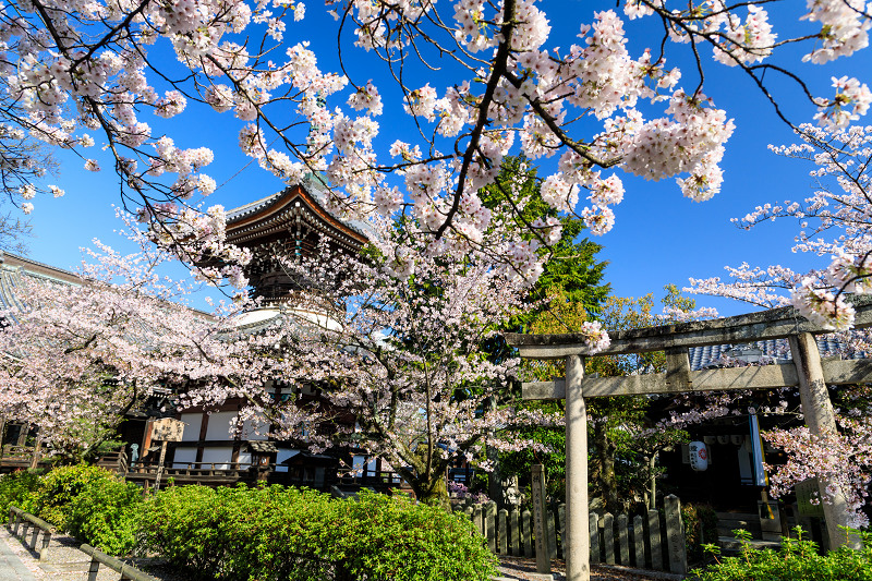 京都の桜2017 本法寺の春_f0155048_2148303.jpg