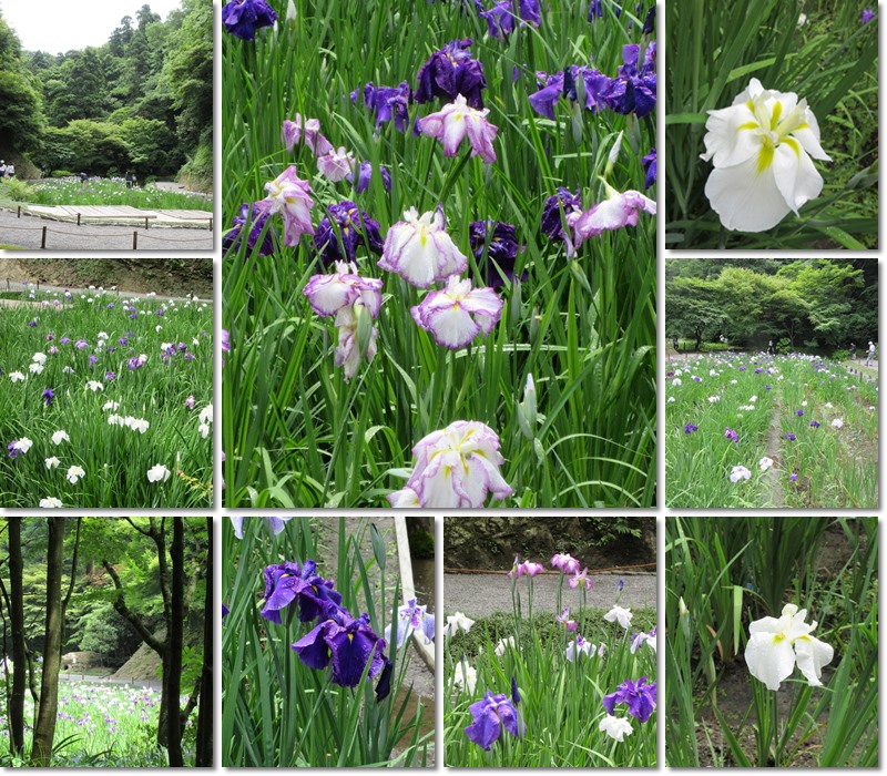 北鎌倉 明月院の花菖蒲17 お散歩アルバム 紫陽花の頃 北鎌倉 明月院の花菖蒲17 お散歩アルバム 紫陽花の頃