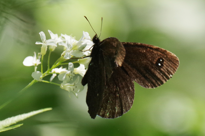 ロシア沿海州の自然１（概要・昆虫編）_b0144049_10582809.jpg