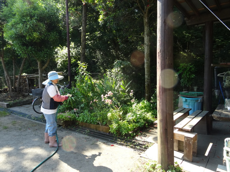 草刈り・作業小屋床張り&ハクセンシオマネキ・・・せんなん里海公園内うみべの森_c0108460_19504863.jpg
