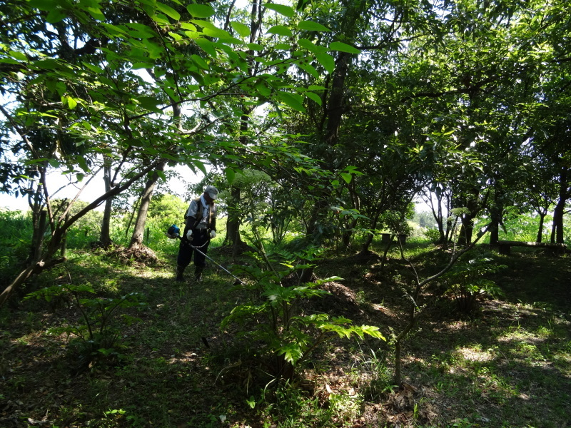 草刈り・作業小屋床張り&ハクセンシオマネキ・・・せんなん里海公園内うみべの森_c0108460_19564840.jpg