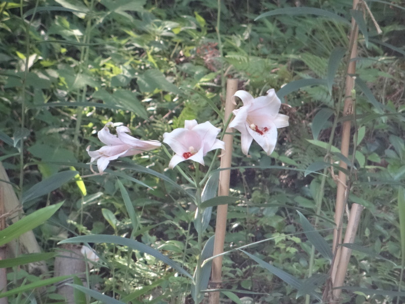 草刈り・作業小屋床張り&ハクセンシオマネキ・・・せんなん里海公園内うみべの森_c0108460_20061504.jpg