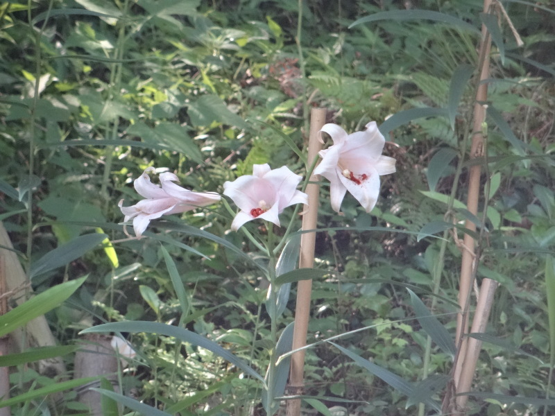 草刈り＆作業小屋の床張り&ハクセンシオマネキ・・・せんなん里海公園内うみべの森_c0108460_20061504.jpg