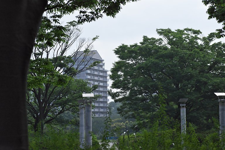 保土ヶ谷公園（６月１４日）_c0057265_10161633.jpg