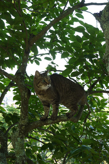 草刈りあとの裏山へ　〜猫のウグちゃんと〜_c0334574_11024981.jpg