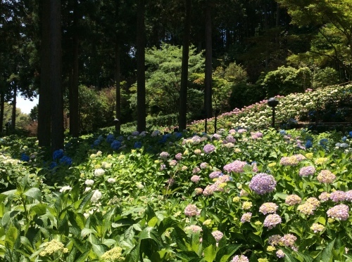 三室戸寺_a0243983_12165820.jpg