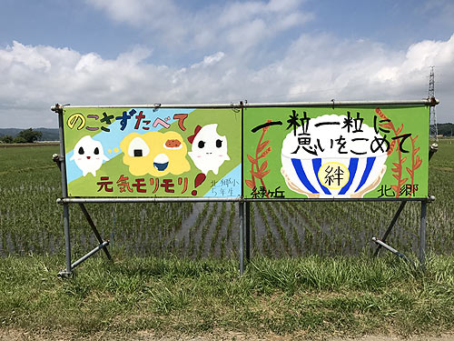 6月15日の田んぼ(緑ヶ丘小・北郷小) _d0247484_14264377.jpg