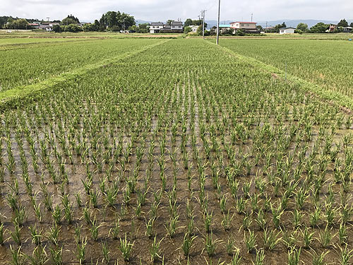 6月15日の田んぼ(上目黒小・枝野小) _d0247484_1455352.jpg