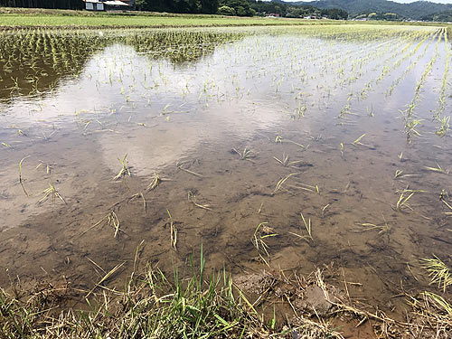 6月15日の田んぼ(目黒角田絆交流田) _d0247484_1515563.jpg