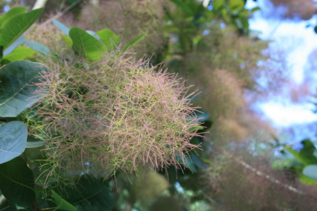 c0310987_15333283.jpg