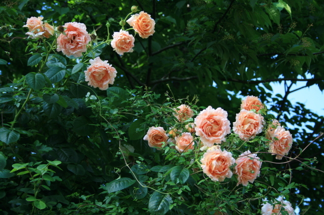 c0310987_15353259.jpg