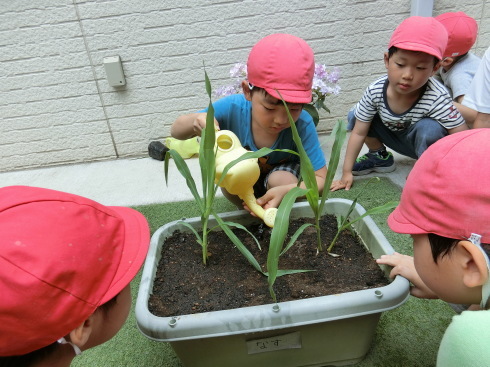 【鶴見園】夏野菜の栽培_a0267292_16081317.jpg