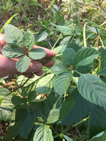 つる性の雑草 楽園生活