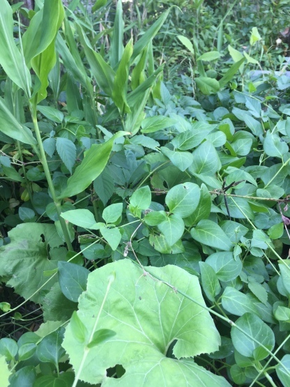 つる性の雑草 楽園生活