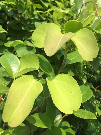 つる性の雑草 楽園生活