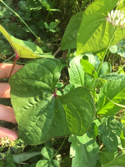 つる性の雑草 楽園生活