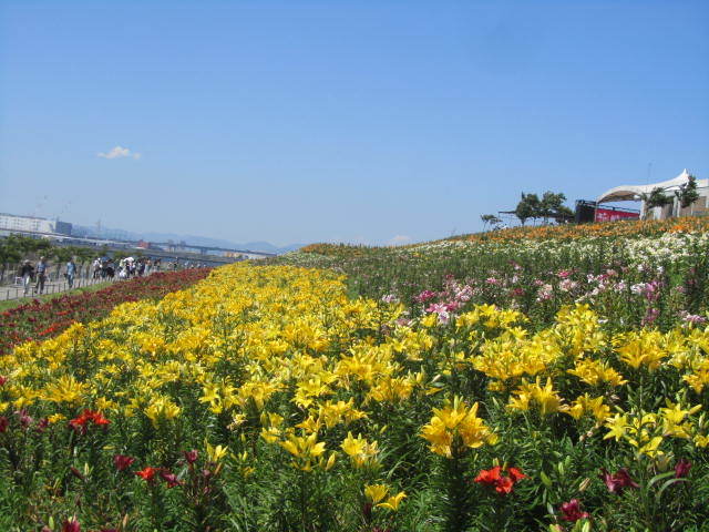 izumi＆小早川秀樹と行く！大阪舞洲ゆり園日帰りバスツアーに参加_a0100706_07262768.jpg