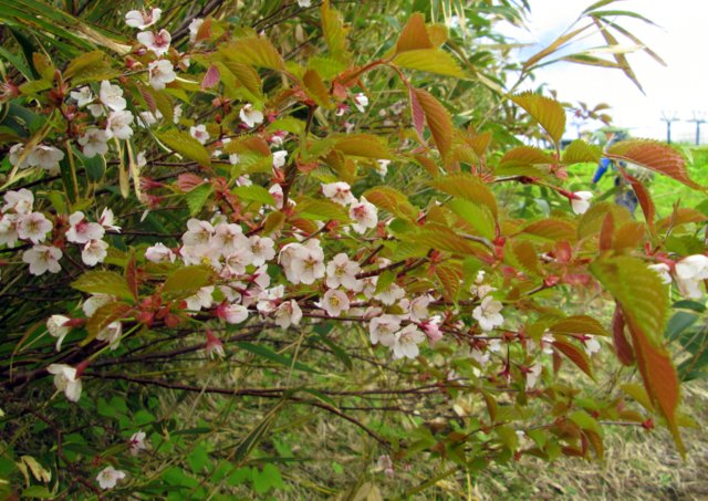 a0345007_11413693.jpg