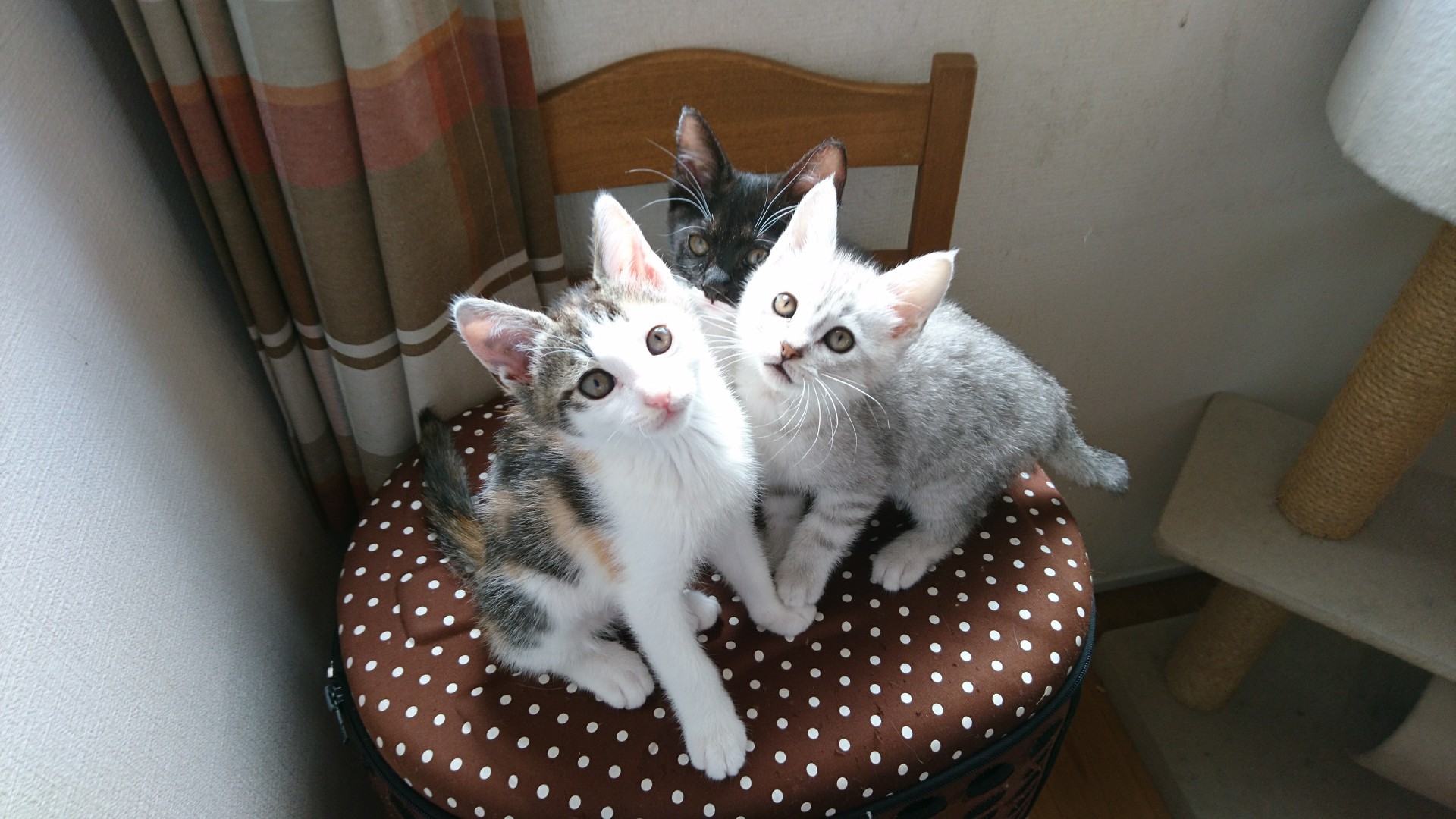 2階の子猫部屋 ねころん