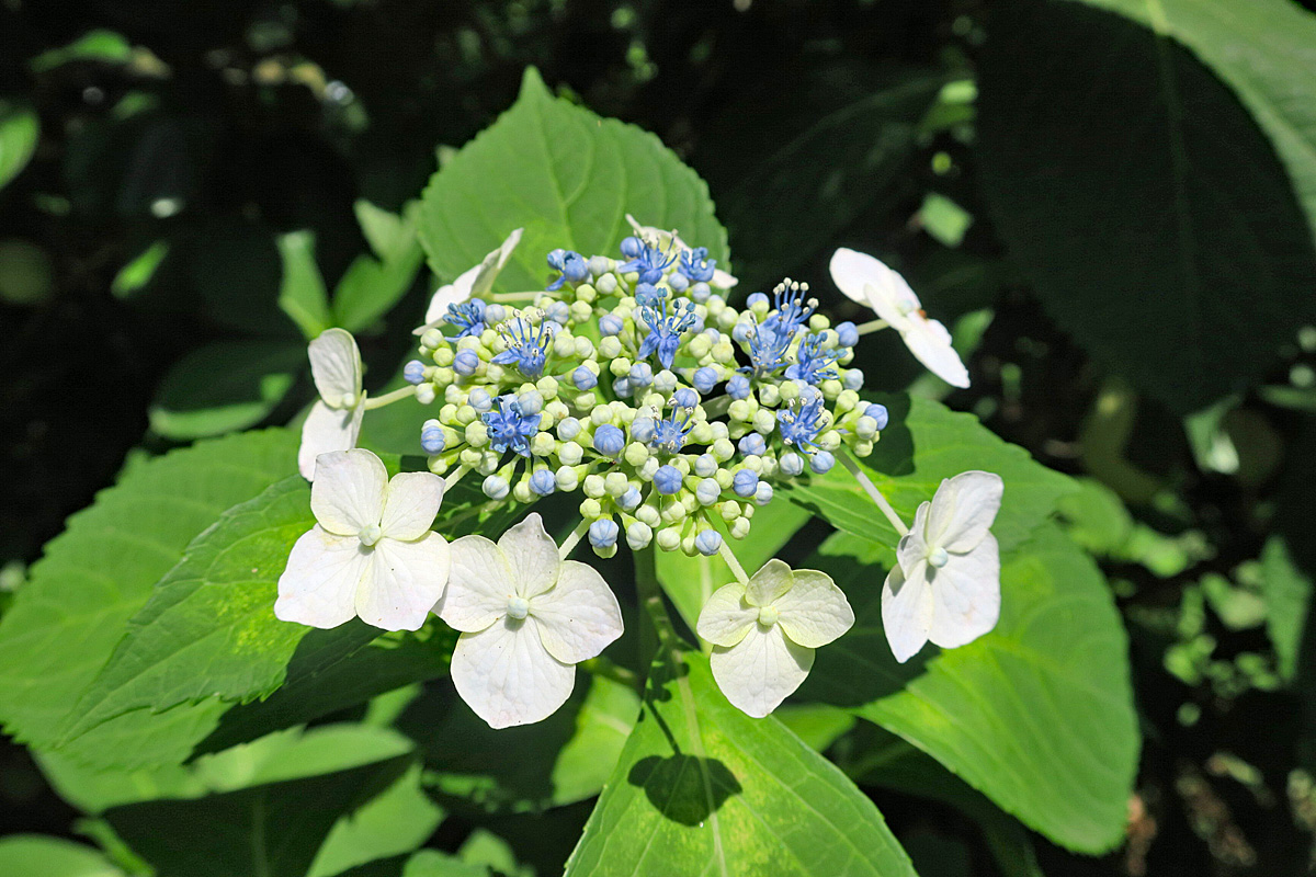 東御苑の紫陽花と花菖蒲_b0218915_2021455.jpg