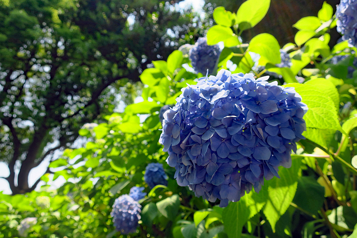 東御苑の紫陽花と花菖蒲_b0218915_20215015.jpg