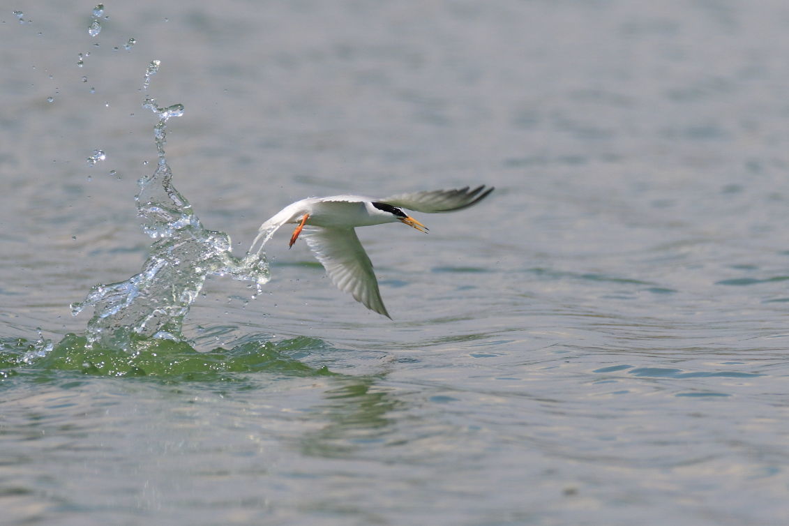 コアジサシ 子育て中の小魚_f0369315_18045040.jpg