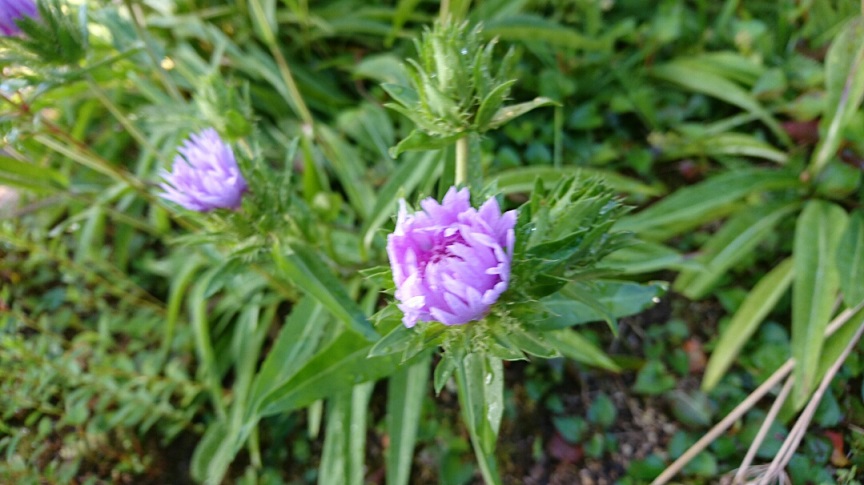 ストケシアの花　開花！_f0228619_22352265.jpg